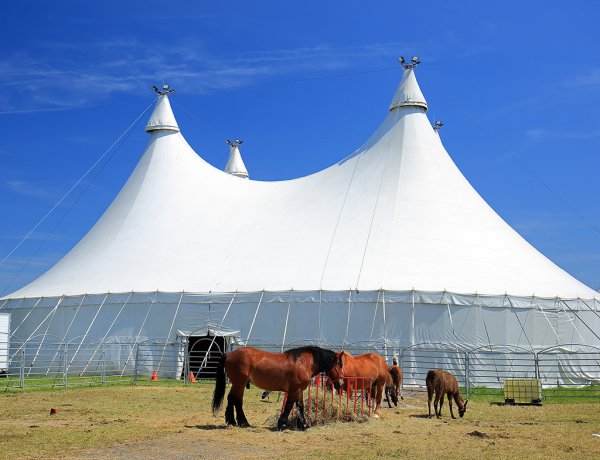 Huge white circus tent with horses